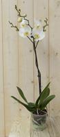 Warentuin Vlinderorchidee Luxe Tak wit 80 cm 