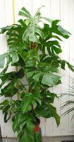 Warentuin Kamerplant Monstera deliciosa 120 cm