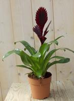 Warentuin Bromelia donkerrood 30 cm