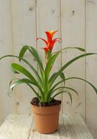 Warentuin Bromelia rood/geel 30 cm