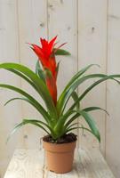 Warentuin Bromelia rood 30 cm