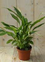 Lepelplant Spathiphyllum 25 cm