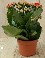 Warentuin 2 stuks! Kalanchoe rood