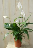 Warentuin Lepelplant Spathiphyllum 60 cm