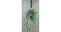 Hangplant Epipremnum groen wit