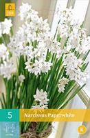 Narcis paperwhite 5 bollen