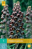 Fritillaria persica 1 bol