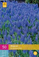 Muscari armeniacumblauw druifje