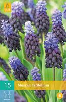 Muscari latifolium 15 bollen