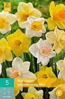 Narcissus Grootkronig mix
