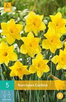 Narcissus Carltongrootkronige narcis