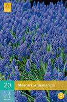 Muscari armeniacumblauw druifje