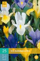 Iris hollandica mixiris