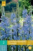 Camassia leichtlinii caerulea 2 bollen