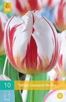 Tulipa Carnaval de RioTriumph tulp