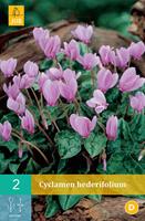 Cyclamen hederifoliumcyclaam van Napels