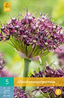 Allium atropurpureum 5 bollen