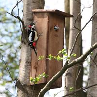 Esschert Design Nistkasten, Vogelhaus "Buntspecht"