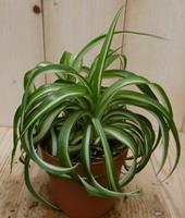 Edencollection 2 stuks! Chlorophytum bonnie