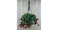 Warentuin Hangplant Aeschynanthus