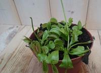 Warentuin 3 stuks! Vleesetende plant Venusvliegenvanger Dionaea