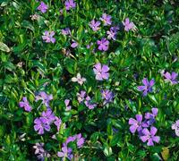 Kleine maagdenpalm (vinca minor) bodembedekker - 6-pack - 1 stuks