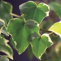 Vanderstarre Bonte kleinbladige klimop (Hedera helix "Glacier") klimplant