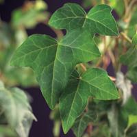 Vanderstarre Kleinbladige klimop (Hedera helix) klimplant