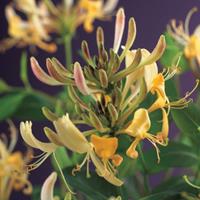 Vanderstarre Wilde kamperfoelie wit (Lonicera periclymenum) klimplant