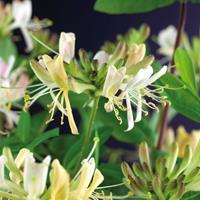 Vanderstarre Wilde kamperfoelie roze (Lonicera periclymenum "Belgica Select") klimplant