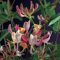 Vanderstarre Wilde kamperfoelie rood (Lonicera periclymenum "Serotina") klimplant