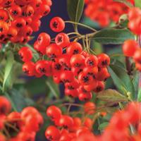 Vanderstarre Vuurdoorn (Pyracantha coccinea "Red Column") klimplant