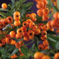 Vuurdoorn (Pyracantha "Golden Charmer") klimplant