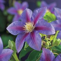 Vanderstarre Paarse bosrank (Clematis "Barbara Jackman") klimplant