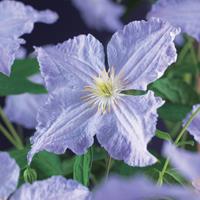 Vanderstarre Lila bosrank (Clematis "Blue Angel") klimplant