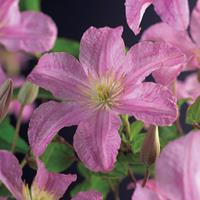 Vanderstarre Roze bosrank (Clematis "Comtesse de Bouchaud") klimplant