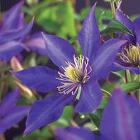 Vanderstarre Paarse bosrank (Clematis "Daniel Deronda") klimplant