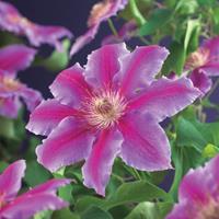 Vanderstarre Roze bosrank (Clematis "Dr. Ruppel") klimplant