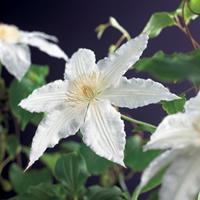 Vanderstarre Witte bosrank (Clematis "Gladys Picard") klimplant