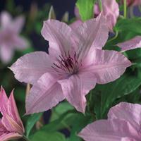 Vanderstarre Roze bosrank (Clematis "Hagley Hybrid") klimplant