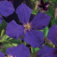 Vanderstarre Paarse bosrank (Clematis "Jackmanii") klimplant - 70 cm - 1 stuks