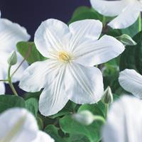 Vanderstarre Witte bosrank (Clematis "Madame le Coultre") klimplant - 70 cm - 1 stuks