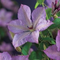 Vanderstarre Lila bosrank (Clematis "Margaret Hunt") klimplant