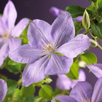 Vanderstarre Lila bosrank (Clematis "Mrs. Cholmondeley") klimplant