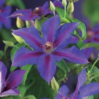 Vanderstarre Violet bosrank (Clematis "Mrs. N. Thompson") klimplant