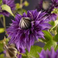 Vanderstarre Blauwe bosrank (Clematis "Multi Blue") klimplant - 70 cm - 1 stuks