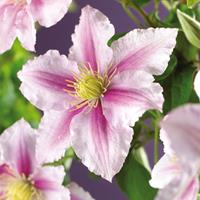 Vanderstarre Roze bosrank (Clematis "Piilu") klimplant