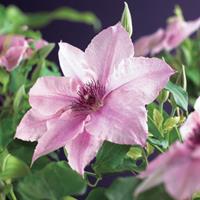 Vanderstarre Roze bosrank (Clematis "Pink Fantasy") klimplant