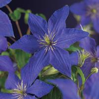 Vanderstarre Blauwe bosrank (Clematis "Rhapsody") klimplant