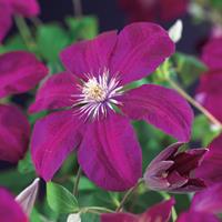 Vanderstarre Rode bosrank (Clematis "Rouge Cardinal") klimplant - 70 cm - 1 stuks